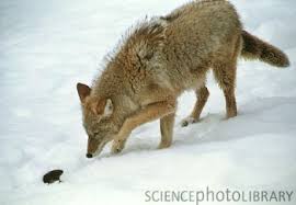 prey coyote animals niche coyotes